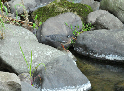 Sunbittern