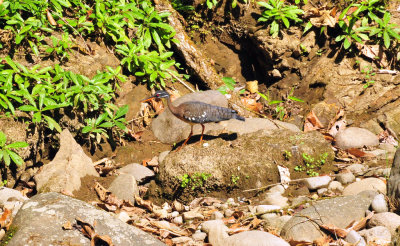 Sunbittern