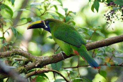Emerald Toucanet