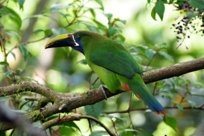 Emerald Toucanet