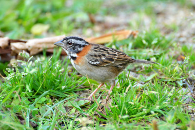 Rufous-collared Sparrow