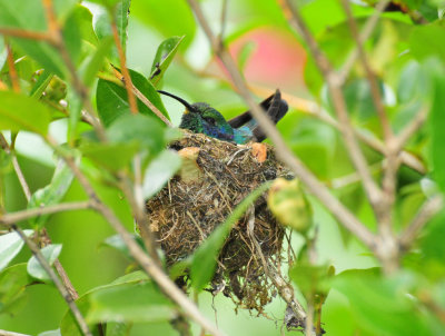 Green Violet-ear nest