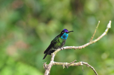 Magnificent Hummingbird