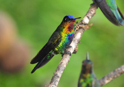 Fiery-throated Hummingbird