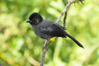 Yellow-thighed Finch