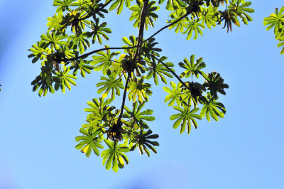 Cecropia