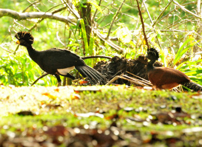 Great Curassows