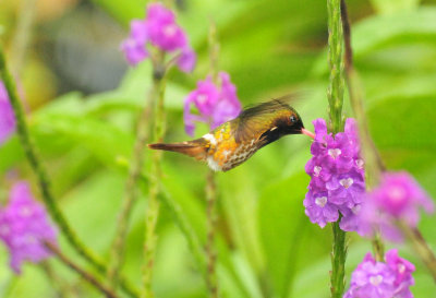 Black-crested Coquette