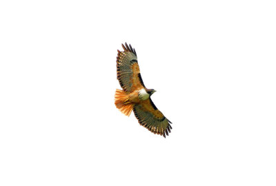Costa Rica Red-tailed Hawk