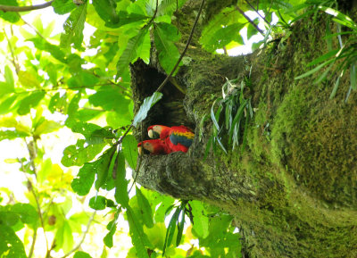 Scarlet macaws in nest hole