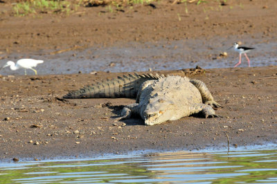 Tarcoles River Crocodile