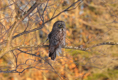 Great gray owl March 1 2013f.jpg