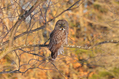 Great gray owl March 1 2013g.jpg