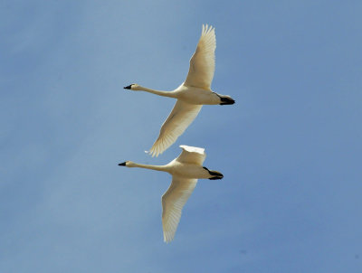 Tundra swans 2 April 2013