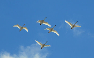 Tundra swans 2 April 2013