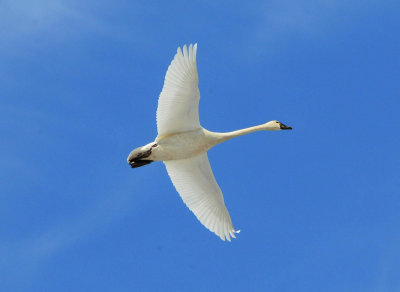 Tundra swan 2 April 2013