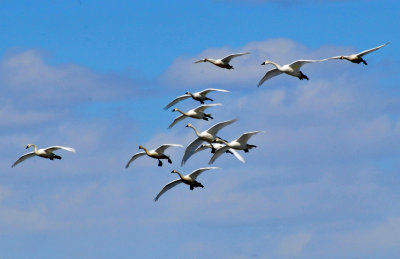 Tundra swans 2 April 2013