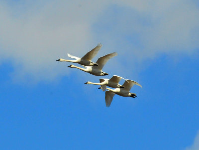 Tundra swans 2 April 2013