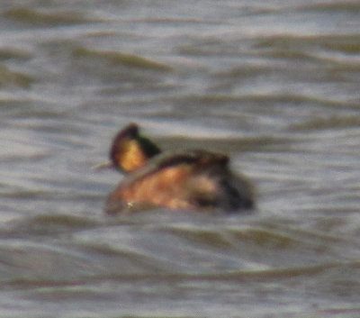 Eared grebes Brown Co 24 April 2013c