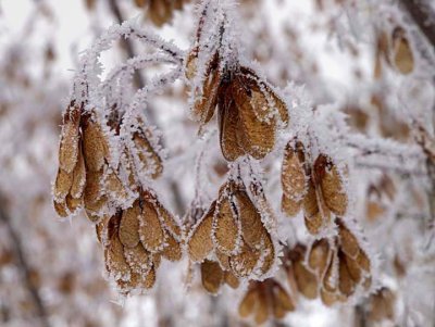 Nature 2954