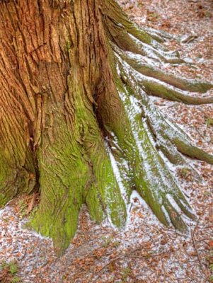 Nature  C269298