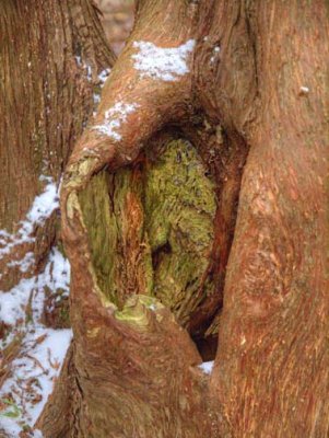 Nature  C269307