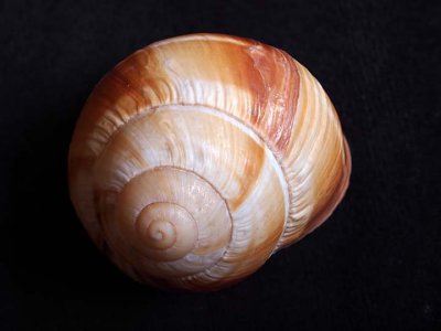 Shell 6164642-4