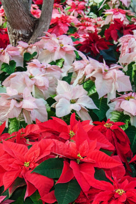 Xmas at Etobicoke Greenhouse  10.jpg