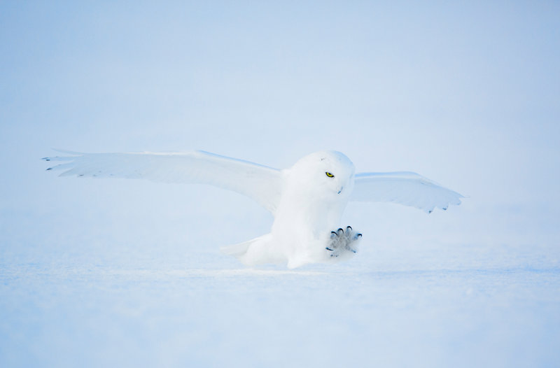 snowy owl 12.jpg