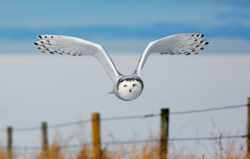 snowy owl 2.jpg