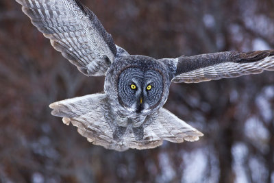 great gray owl.jpg