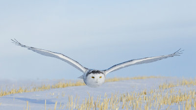 snowy owl 5.jpg