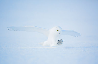 snowy owl 12.jpg