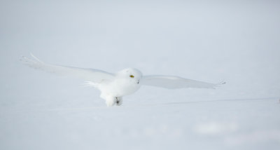 snowy owl 9.jpg