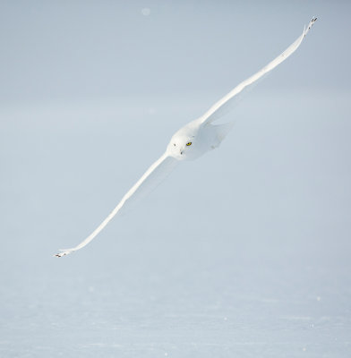 snowy owl 10.jpg