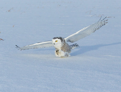 snowy owl 7.jpg