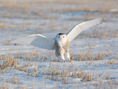 snowy owl 13.jpg