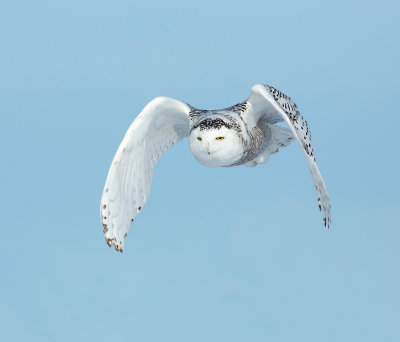 snowy owl 14.jpg