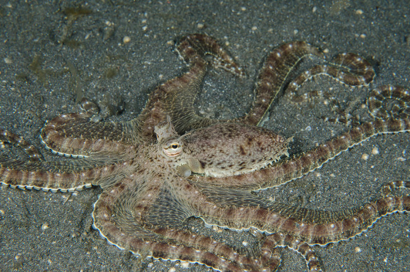 Wunderpus.jpg