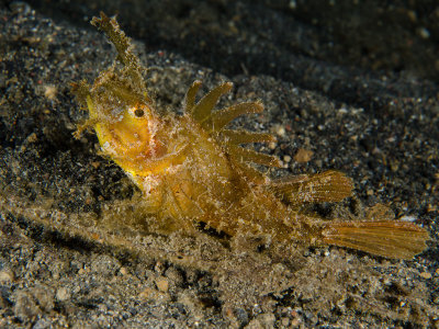Ambion Scorpionfish.jpg