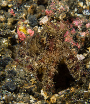 Algae Octopus.jpg