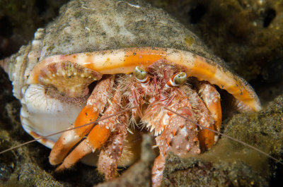 Anemone Hermit Crab.jpg