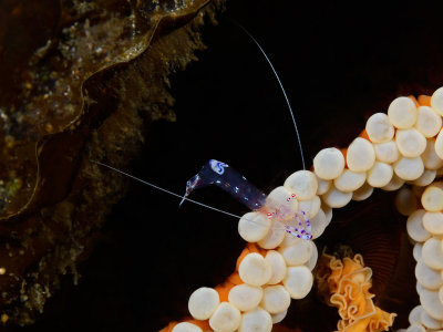 Anemone Shrimp.jpg