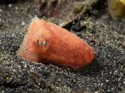 Baby Broadclub Cuttlefish.jpg