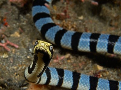 Banded sea snake checking me out.jpg