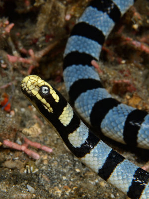 Banded Sea Snake.jpg