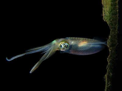 Bigfin Reef Squid.jpg