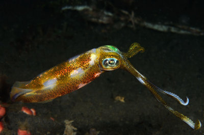 Bigfin Reef Squid.jpg