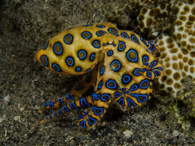 Blue Ring Octopus.jpg