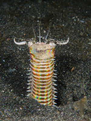 Bobbit Worm.jpg